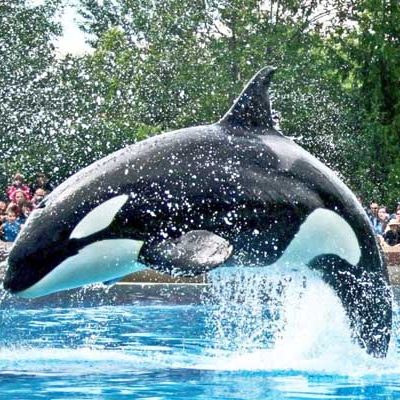 Marineland Tours From Toronto Marineland Tours From Toronto